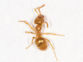 Lasius flavus